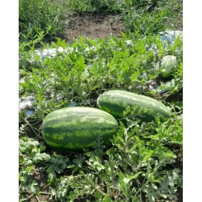 Иллювиум F1 - семена арбуза, 1000сем., Libra Seeds